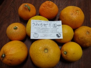 DSC02176