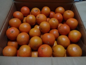 DSC02300
